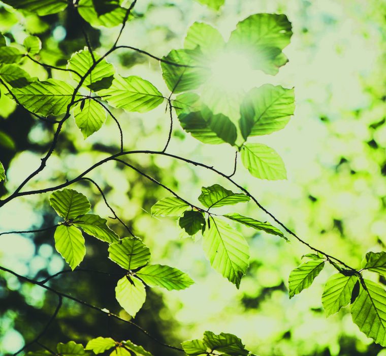 Recycling_Leaves_Large